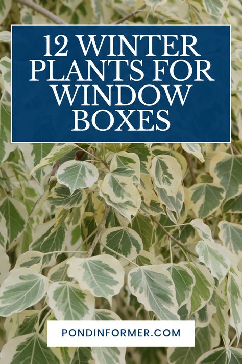 Article about 12 Winter Plants for Window Boxes, top plant picks, perfect for the winter season

Winter,  Winter gardening, Window Boxes, Winter Plants Plants For Window Boxes, Gem Boxwood, Winter Gem Boxwood, Cold Weather Plants, Winter Window Boxes, Monkey Grass, Window Box Plants, Winter Window, Winter Plants