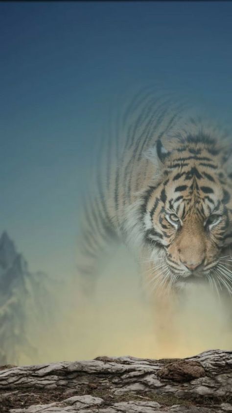 Shadow Tiger Photo Editing Background | HD Wallpaper for Editing New Background Images Hd 4k, Mass Background Hd, Mass Backgrounds For Editing, Begraund Hd Editing Photo, Photoshop Backgrounds Backdrops, Lions Photos, Blurred Background Photography, Green Screen Background Images, Cb Background