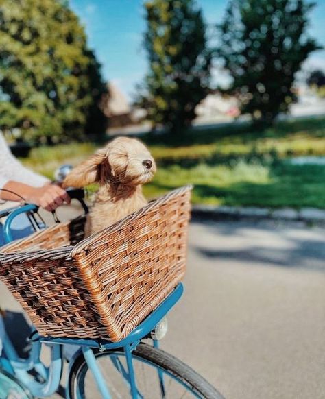 Bike With Dog Basket, Dog In Bike Basket, Archers Voice, Instagram Grid Layout, Dog Bike, Painted Animals, Bike With Basket, Dog Calendar, Biking With Dog