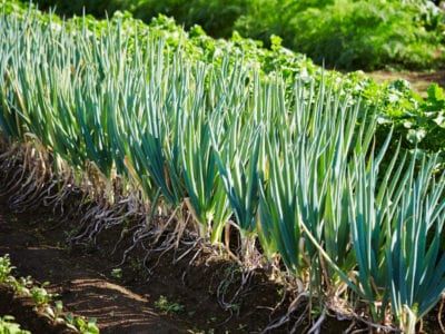 How To Plant Scallions, How To Grow Scallions, Growing Scallions, Garden Prep, Garden Prepping, Garden Plots, Potager Garden, Garden Store, Replant