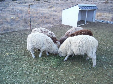 Sheep Enclosure, Sheep Keeping, Keeping Sheep, Sheep Diy, Sheep Feeders, Mini Homestead, Sheep Shelter, Fiber Farm, Southdown Sheep