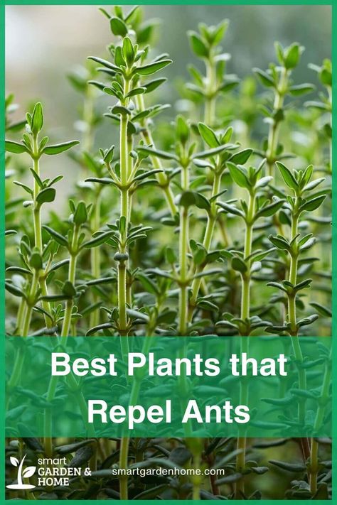 Keep ants away naturally with plants like Garden Thyme and Lavander! Explore 10 beautiful options that not only repel pests but also add charm to your garden or home. Visit Smart Garden and Home for insights. All Natural Ant Repellant, Ant Repellent Plants, Natural Pest Control For Garden, Natural Ant Repellant For Home, Natural Ant Repellant, Plants That Repel Ants, Garden Area Ideas, Composting Methods, Catnip Plant