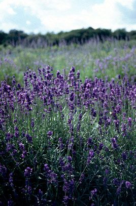 Lavandula augustifolia Lavandula Hidcote, Lavender Hidcote, Lavender Varieties, Rock Garden Plants, Dry Garden, English Lavender, Garden Shrubs, Gardening Advice, Lavandula Angustifolia