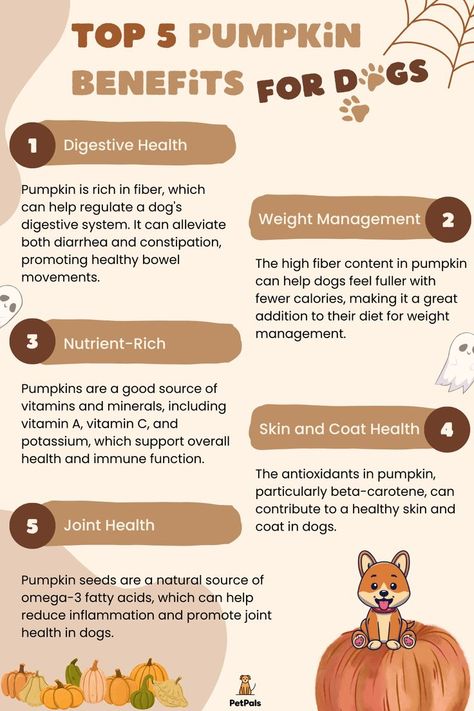 Pumpkin Benefits, Organic Dog Food, Diy Dog Food, Dog Joints, Dog Treats Homemade Recipes, Dog Health Tips, Healthier Skin, Best Dog Food, Animal Nutrition