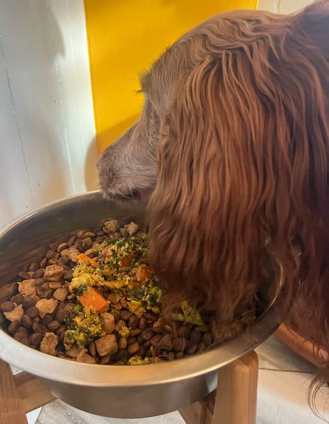 Homemade Dog Food in the Instant Pot - Vet Approved Homemade Dog Food Recipes Vet Approved Instant Pot, Home Made Dog Food Recipes Vet Approved, Instant Pot Dog Food Recipes, Homemade Dog Food Vet Approved, Dog Food Recipes Crockpot, Veal Stew, Home Cooked Dog Food, Dog Food Recipe, Turkey Dogs