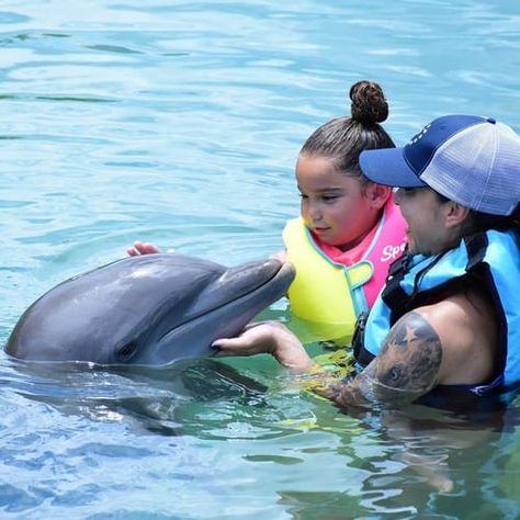 12 Places to Swim with Dolphins in Florida Aquatica Orlando, Swim With Dolphins, Clearwater Marine Aquarium, Sea Mammal, Seaworld Orlando, Bottlenose Dolphin, Marine Aquarium, Adventure Of The Seas, Marine Mammals