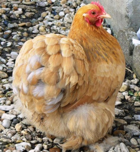 Pekin Bantams - Pekin Bantams Pekin Bantam Chickens, Bantam Cochin Chickens, Phoenix Chicken, Pekin Chicken, Garden Backyard Ideas, Draw Chicken, Pekin Bantams, Dinner Ideas Chicken, Chicken Photos