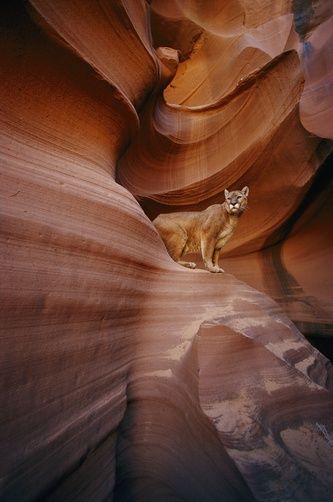 Puma at Antelope Canyon, a slot canyon which is  located on Navajo land near Page, Arizona Wild Kingdom, Mountain Lion, Animal Photo, A Rock, Beautiful Cats, Big Cats, Amazing Nature, Beautiful Creatures, Nature Beauty