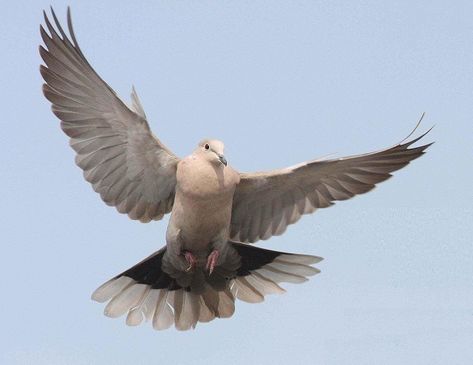 Collared Dove by Brian Henderson - BirdGuides Position Reference, Collared Dove, Dove Wing, Bird Reference, Dove Flying, Turtle Doves, Dove Pigeon, Turtle Dove, Bird Pictures