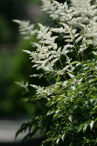 Astilbe japonica - False spirea - Prachtspiere | steffi's | Flickr False Spirea, Astilbe Japonica, Spirea Betulifolia, Astilbe Flower, Astilbe Chinensis, Blush Astilbe, Scabiosa White, Spiraea Japonica, Moon Garden