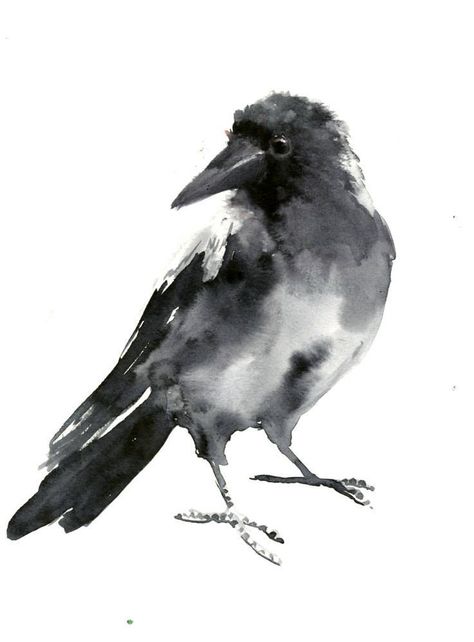 Hooded Crow, Crow Painting, Bird Watercolor Paintings, Watercolor Birds, Crow Bird, Crow Art, Raven Art, Feather Painting, Bird Artwork