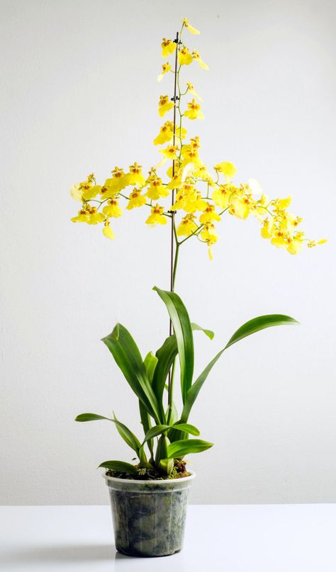 How To Care And Grow For Dancing Lady Orchid Dancing Lady Orchid, Oncidium Orchids, Orchid Roots, Types Of Orchids, Plant Light, Orchid Plant, Dendrobium Orchids, Wallpaper Flower, Peat Moss