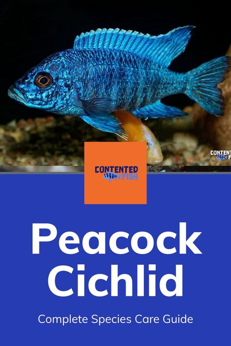 Peacock Cichlid Tank, African Cichlid Tank Design, African Cichlid Aquarium Ideas, Chiclids Tank Ideas, Cichlid Aquarium Ideas Tanks, Peacock Cichlids, African Cichlid Tank, Cichlid Tank, African Cichlid Aquarium