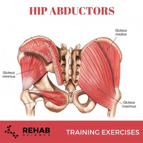 Dr. Tom Walters on Instagram: “💥𝐇𝐢𝐩 𝐀𝐛𝐝𝐮𝐜𝐭𝐨𝐫𝐬💥 ---------- 👣The hip abductor muscles are located on the lateral side of the hip and are extremely important in terms of�…” Greater Trochanteric Pain Syndrome, Glute Strengthening, Greater Trochanter, Hip Problems, Gluteal Muscles, Pelvic Tilt, Glute Activation, Gluteus Medius, Trigger Point Therapy