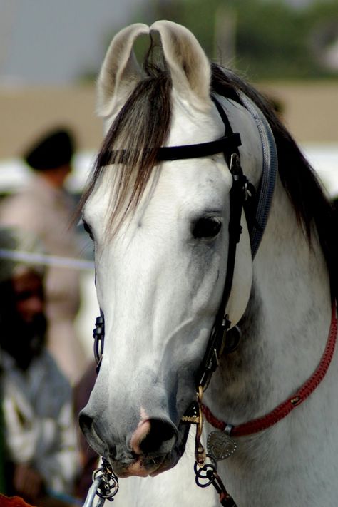 Marwari horses are known for their distinctive ear style. Book a trip in India and ride one! http://www.equitours.com/horseback-riding-destinations/asia/india/ Kathiyawadi Horse, Unusual Horse, Marwari Horses, Rare Horses, Horse Ears, Beautiful Horse Pictures, Horse Inspiration, Most Beautiful Animals, Majestic Horse