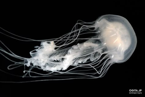 White Jellyfish, Jellyfish Aesthetic, Jellyfish Pictures, Sea Jellies, Princess Jellyfish, Jelly Fish, Marine Biology, Ocean Creatures, Marine Animals