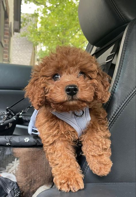 Mini Poodle Aesthetic, Mini Dogs Breeds, Micro Poodle, Brown Toy Poodle, Traveling With Pets, Mini Puddle Dog Brown, Cute Doggies, Chow Puppies, Toy Poodle Chocolate