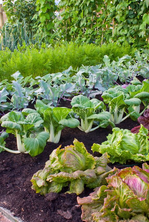 Vegetable Garden Photos, Sayuran Aesthetic, Flowers And Vegetables Planted Together, Vegetable Garden Astethic, Fruit And Veg Garden Aesthetic, Mixed Farming Images, Farm Aesthetic Vegetables, Beans Growing, Horticulture Garden