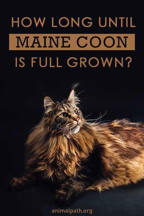 Maine Coone Aesthetic, Mane Coone Cats, Mancoon Cat, Maine Coone Kitten, Maine Cooney Cats Big, Mancoon Cats, Cat Knowledge, Maine Cooney Cats, Small Cat Breeds