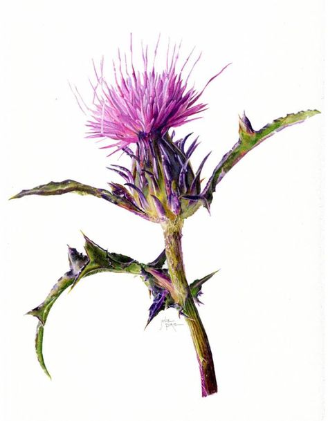 Thistle Painting, Thistle Plant, Flower References, Thistle Tattoo, Water Color Markers, Thistles Art, Seed Art, Spring Art Projects, Thistle Flower