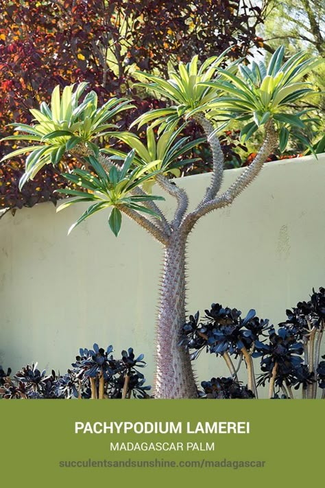 Madagascar Palm, Kaktus Dan Sukulen, Garden Succulents, Succulent Landscape Design, Succulent Landscaping, Dry Garden, Types Of Succulents, Desert Garden, Pallet Garden