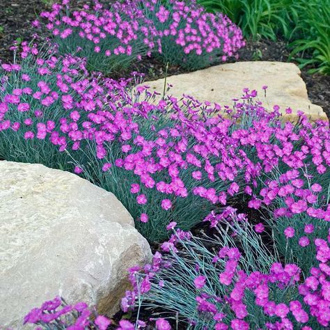 Boxes Ideas, Desert Garden, Cut Flower Garden, Sun Plants, Ground Cover Plants, Beautiful Flowers Garden, Side Yard, Perennial Garden, Fragrant Flowers