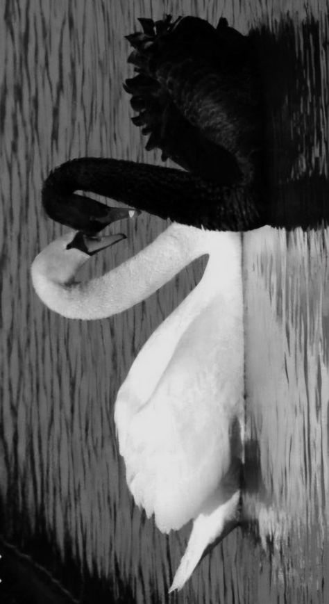 Black And White Swan Aesthetic, Black Swan Aesthetic Wallpaper, White Swan Wallpaper, White And Black Swan, Swans Wallpaper, Black Swan Art, Black And White Swan, Black And White Animals, Swan Wallpaper