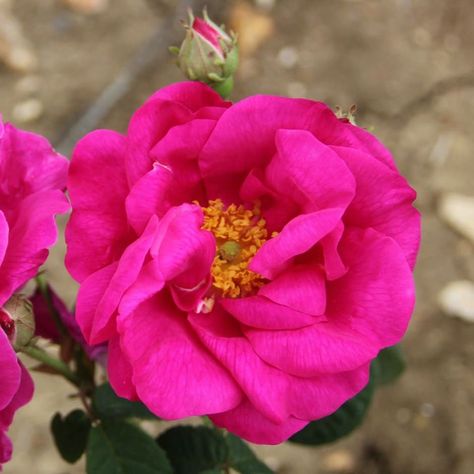 Rose Diseases, Rose Shrub, Pruning Roses, Rose Got, Rose Scent, Winter Rose, Shrub Roses, Lawn Edging, One Rose