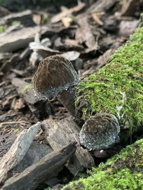 Black Velvet Bolete (Tylopilus alboater) Black Velvet Mushroom, Mossy Tree, Art Challenge, Black Velvet, Trunk, Minnesota, Tree Trunk, Stuffed Mushrooms, Honey