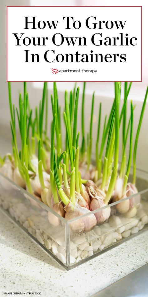 Garlic In Containers, Grow Garlic Indoors, Garlic Growing, Gemüseanbau In Kübeln, Grow Garlic, Indoor Vegetables, Planting Garlic, Garden Tomatoes, Bucket Gardening