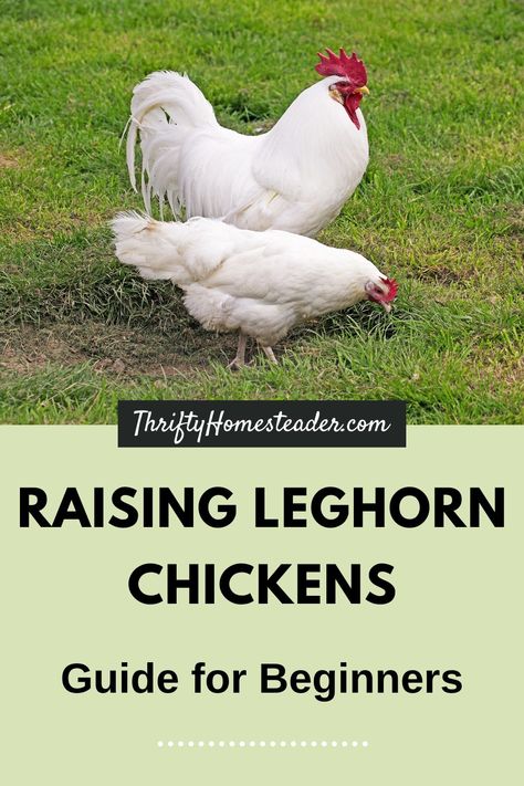 One of the most popular egg-laying breeds in the world, the Leghorn has exceptional laying ability, adaptability, and hardiness. If you are looking for a chicken who is a consistent layer, this is a great breed! Chicken Breeds For Eggs, Leghorn Chicken, Chickens And Goats, Rare Chicken Breeds, Sussex Chicken, Leghorn Chickens, Brahma Chicken, Cooking From Scratch, Egg Production