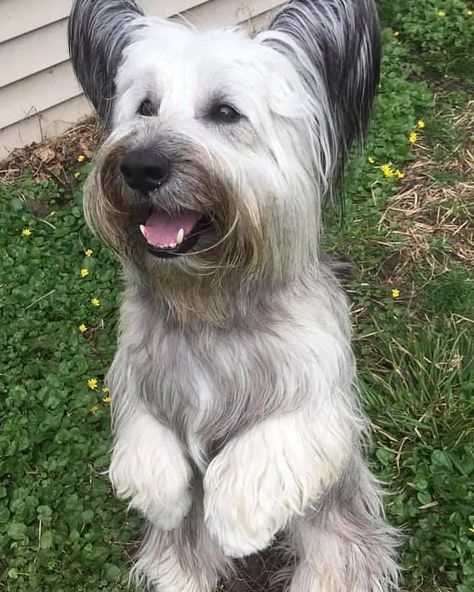 Sky Terrier, Dog Breeds Pictures, Every Dog Breed, Akc Breeds, Disabled Dog, Skye Terrier, Dog Pics, Pampered Pets, Terrier Breeds