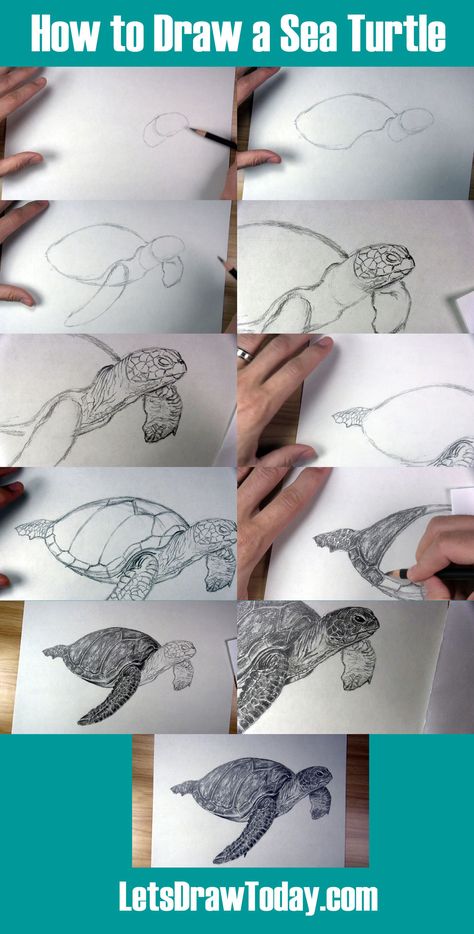 how to draw a sea turtle Step By Step Sea Turtle Drawing, Painted Sea Turtles Acrylic, How To Draw Sea Turtle, Paintings Of Sea Turtles, How To Draw A Sea Turtle, Sea Turtle Drawing Sketches, Sea Turtles Drawing, Sea Turtle Art Painting, Drawing Ideas Turtle