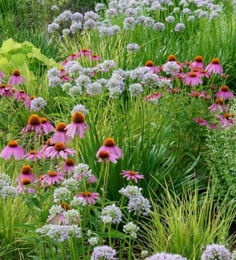 Rain Garden Front Yard, Swale Rain Garden, Front Yard Rain Garden, Native Rain Garden, Rain Garden Plants, Pollinator Rain Garden, Rain Garden Design, Trout Lily, Swamp Milkweed