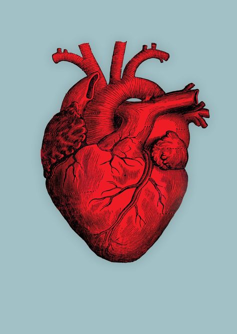 Heart Reference, Real Heart Aesthetic, Heart Model, Realistic Heart, Real Heart, Hand Hart, Human Heart Drawing, Heart Real, Anatomical Heart Art