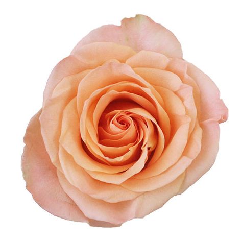 Tiffany Rose, Wholesale Roses, Wedding Planning Business, Flower Gift Ideas, Green Garland, Peach Rose, Shades Of Peach, Special Flowers, Rose Shop