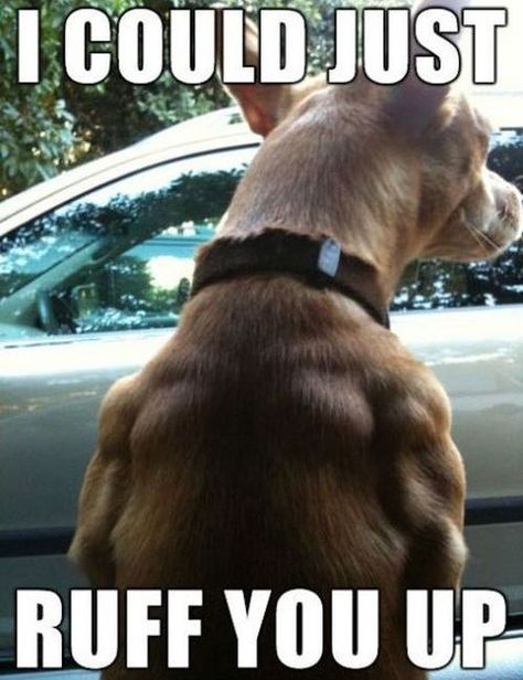 Somebody's been working out... Buff Dog, Crazy Stuff, Chihuahua Love, Funny Dog Pictures, Funny Animal Memes, Funny Animal Pictures, Dog Memes, Funny Animal, Animal Memes