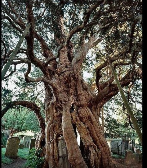 Forthingale Yew, Perth, Scotlabd.  Thought to be one of the oldest living things in Europe. Fortingall Yew, Perth Scotland, Old Tree, Old Trees, Travel Plan, Ancient Tree, Unique Trees, Tree Forest, Scotland Travel