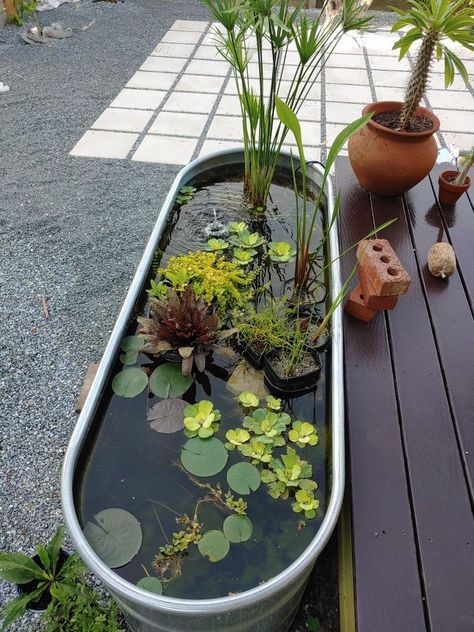 Patio Aquarium, Outdoor Fish Tank, Kitchen Ideas Black, Tanaman Air, Design Garden Ideas, Fish Pond Gardens, Container Water Gardens, Patio Pond, Taman Air