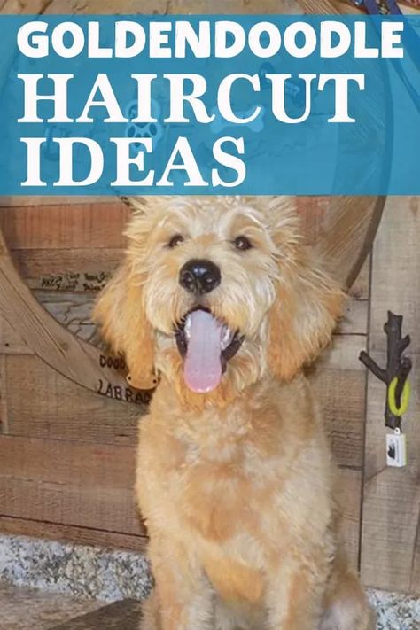 Doodle Mohawk Haircut, Golden Doodle Puppy Haircut, Doodle Haircuts, Goldendoodle Haircuts, Cleaning Dogs Ears, Dogs Ears, Goldendoodle Grooming, Lamb Cuts, Mohawk Haircut