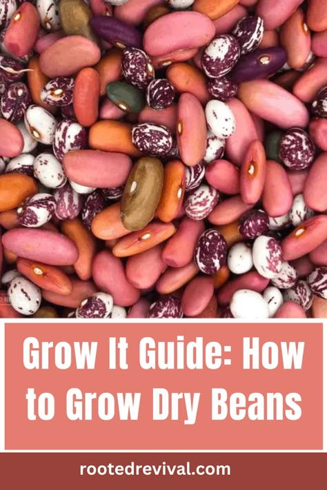 How To Grow Beans In A Pot, How To Grow Black Beans, How To Grow Coffee Beans, Growing Beans In Garden, How To Grow Beans, Growing Kidney Beans, How To Grow Wheat, Planting Beans, Grow Vanilla Beans