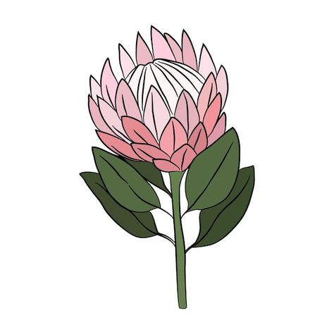 Australian Plants Illustration, Protea Drawing Simple, Protea Mosaic, Protea Flower Drawing, Protea Line Drawing, Protea Flower Painting, Protea Drawing, Protea Illustration, Protea Tattoo