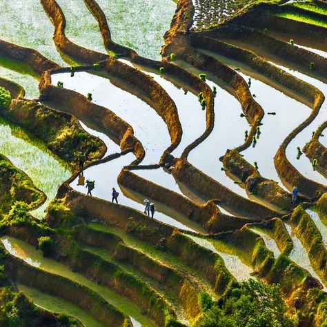 Bowl Of Noodles, Third Culture Kid, Rice Paddy, Kunming, Solo Trip, Rice Terraces, Archaeological Finds, Clay Bowl, Design Your Life