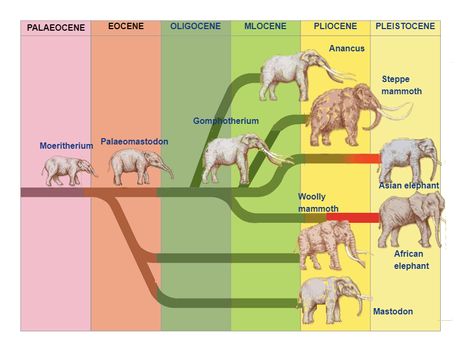 Elephant Phylogenetic Tree Phylogenetic Tree, Tree Diagram, Wooly Mammoth, Asian Elephant, African Elephant, Scientists, South America, Evolution, Bones