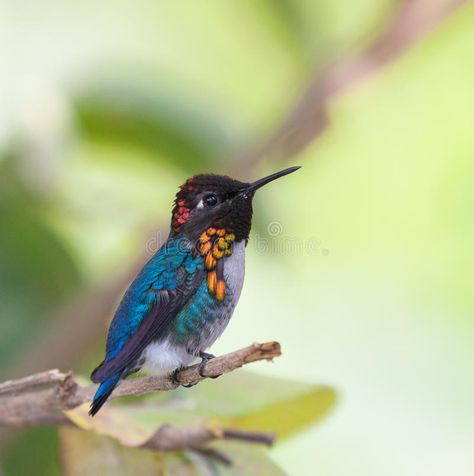 Male Bee, Monkey Species, Pygmy Marmoset, Bee Hummingbird, Hummingbirds Photography, Hummingbird Pictures, Large Animals, Small Birds, Animals Of The World