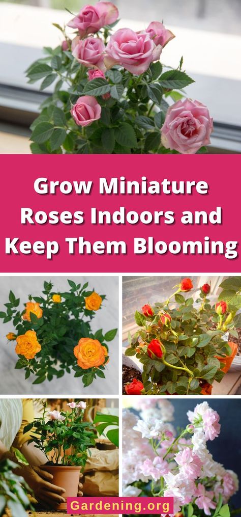 Grow Flowers Indoors, How To Care For Roses, Indoor Rose Plant, Potted Roses, Mini Rose Bush Care, Mini Roses Care Indoor, Mini Roses Outdoors, Miniature Roses In Pots, Miniature Roses