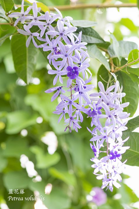 Sandpaper Vince/Purple Wreath/蓝花藤 (Petrea volubilis), a beautiful tropical vine from Central and South America. Petrea Volubilis, Tropical Vines, Vine And Branches, Purple Wreath, Tropical Garden, Aspen, South America, Flower Power, Parrot