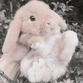 Cute Bunny Pictures, Cute Dogs Images, Cute Small Animals, Cute Animals Puppies, Bunny Pictures, Pet Bunny, Pink Animals, Cute Animals Images