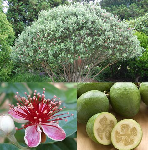 geijoa Pineapple Guava Tree, Pineapple And Strawberry, Guava Plant, Pineapple Guava, Growing Pineapple, Guava Tree, Guava Fruit, Yucca Plant, Backyard Plants