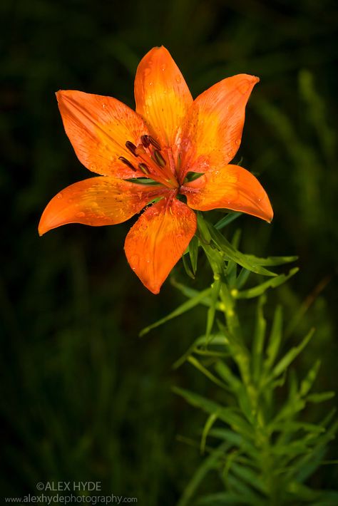 Fire lily {Lilium bulbiferum} flower. Nordtirol, Tirol, Austrian Alps, Austria, 1700 metres altitude, July. Grandmas Flowers, Flower Gardening Ideas, Tiger Lily Flowers, Xperia Wallpaper, Alps Austria, Fire Lily, Orange Lily, Daylily Garden, Sports Festival